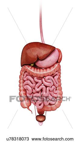 Drawing - Human digestive system, artwork. Fotosearch