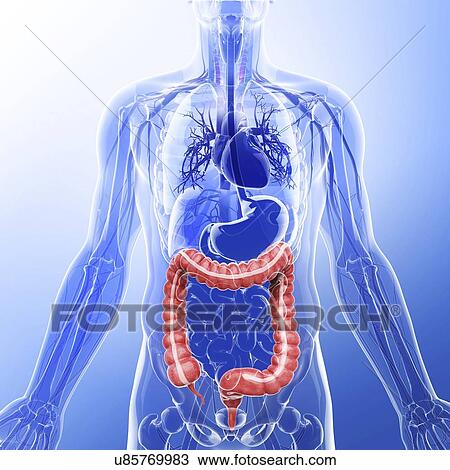 Human digestive system, artwork View Large Illustration Drawing - Human digestive system, artwork. Fotosearch