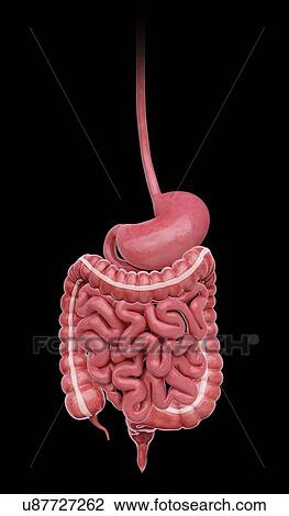 Drawing - Human digestive system, artwork. Fotosearch