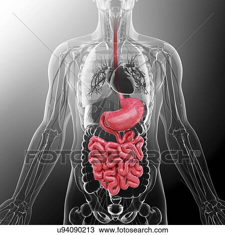 Human digestive system, artwork View Large Illustration Drawing - Human digestive system, artwork. Fotosearch