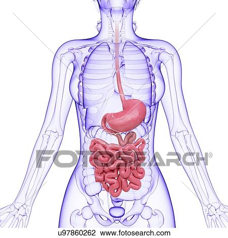 Human digestive system, artwork View Large Illustration Drawing - Human digestive system, artwork. Fotosearch