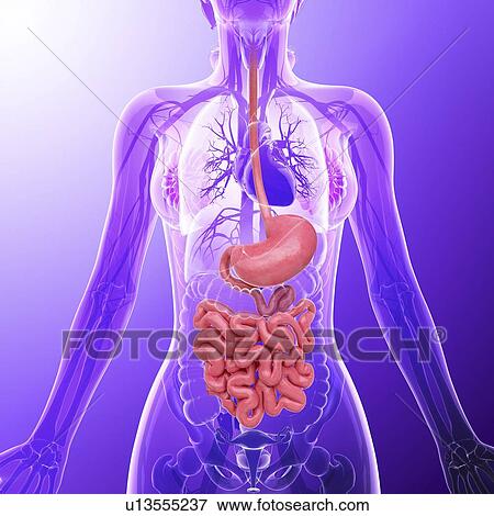 Human digestive system, artwork View Large Illustration Stock Illustration - Human digestive system, artwork. Fotosearch