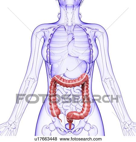 Human digestive system, artwork View Large Illustration Stock Illustration - Human digestive system, artwork. Fotosearch