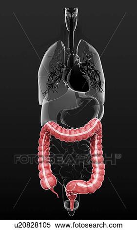 Human digestive system, artwork View Large Illustration Stock Illustration - Human digestive system, artwork. Fotosearch