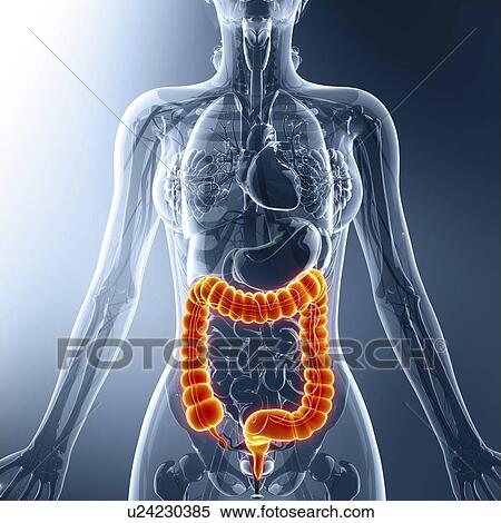 Human digestive system, artwork View Large Illustration Stock Illustration - Human digestive system, artwork. Fotosearch