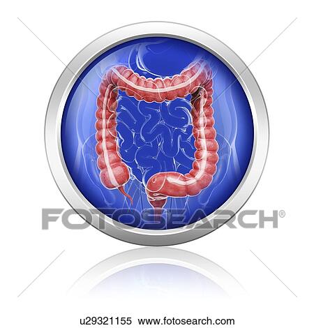 Stock Illustration - Human digestive system, artwork. Fotosearch