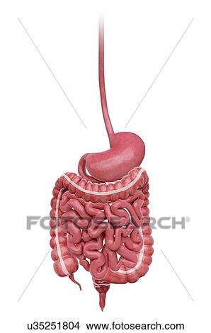 Human digestive system, artwork View Large Illustration Stock Illustration - Human digestive system, artwork. Fotosearch