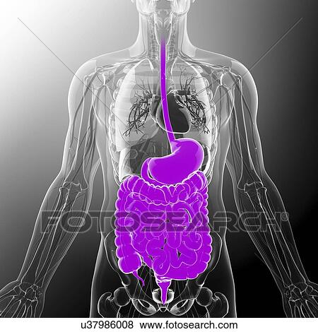 Stock Illustration - Human digestive system, artwork. Fotosearch