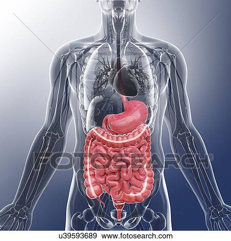 Human digestive system, artwork View Large Illustration Stock Illustration - Human digestive system, artwork. Fotosearch