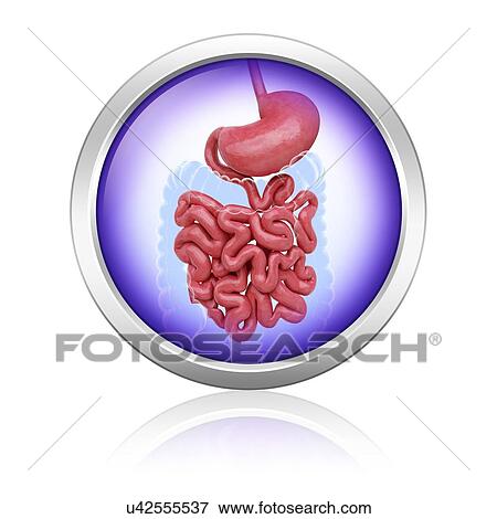Human digestive system, artwork View Large Illustration Stock Illustration - Human digestive system, artwork. Fotosearch