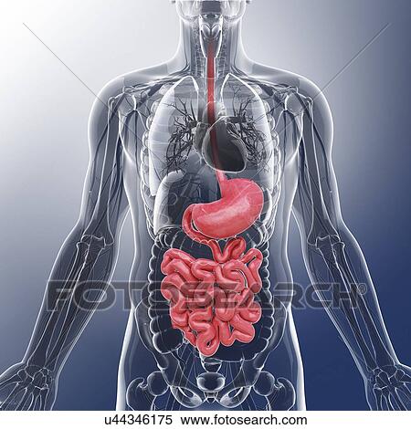 Human digestive system, artwork View Large Illustration Stock Illustration - Human digestive system, artwork. Fotosearch