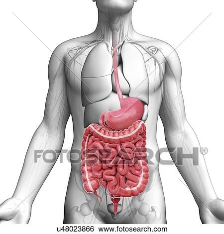 Human digestive system, artwork View Large Illustration Stock Illustration - Human digestive system, artwork. Fotosearch