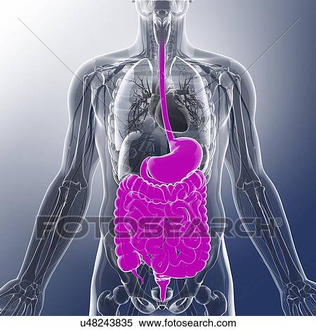 Human digestive system, artwork View Large Illustration Stock Illustration - Human digestive system, artwork. Fotosearch