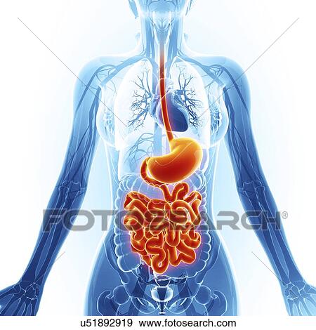 Stock Illustration - Human digestive system, artwork. Fotosearch
