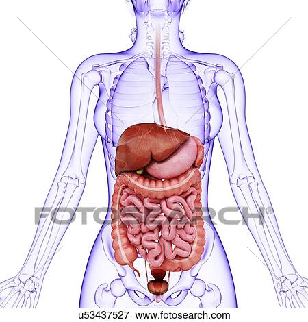 Human digestive system, artwork View Large Illustration Stock Illustration - Human digestive system, artwork. Fotosearch