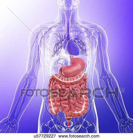 Human digestive system, artwork View Large Illustration Stock Illustration - Human digestive system, artwork. Fotosearch