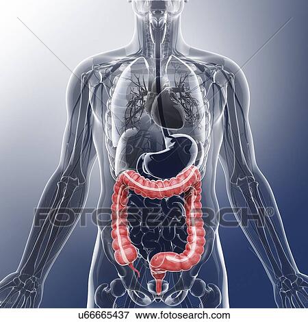Human digestive system, artwork View Large Illustration Stock Illustration - Human digestive system, artwork. Fotosearch