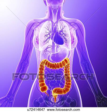 Stock Illustration - Human digestive system, artwork. Fotosearch