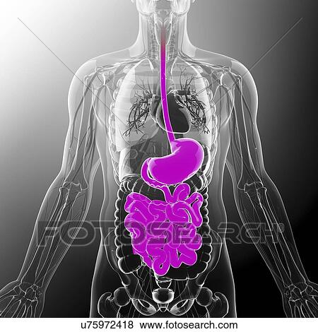 Human digestive system, artwork View Large Illustration Stock Illustration - Human digestive system, artwork. Fotosearch