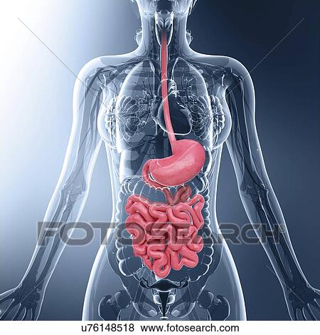 Stock Illustration - Human digestive system, artwork. Fotosearch