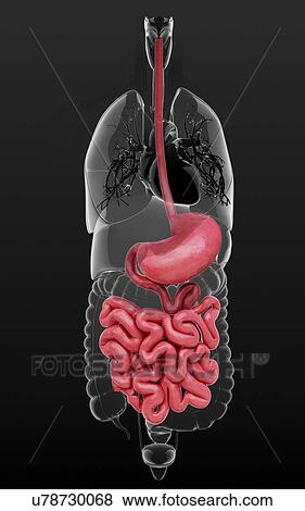 Stock Illustration - Human digestive system, artwork. Fotosearch