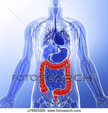 Human digestive system, artwork View Large Illustration Stock Illustration - Human digestive system, artwork. Fotosearch