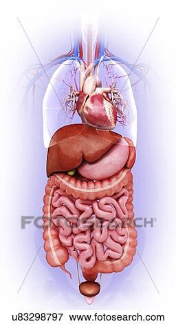 Stock Illustration - Human digestive system, artwork. Fotosearch