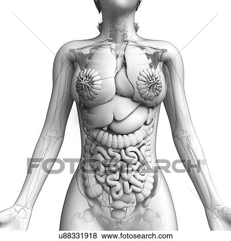 Human digestive system, artwork View Large Illustration Stock Illustration - Human digestive system, artwork. Fotosearch