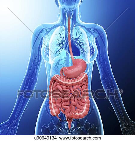 Human digestive system, artwork View Large Illustration Stock Illustration - Human digestive system, artwork. Fotosearch
