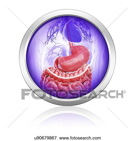 Stock Illustration - Human digestive system, artwork. Fotosearch