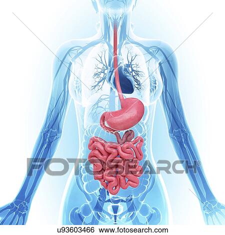 Stock Illustration - Human digestive system, artwork. Fotosearch