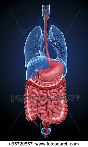 Human digestive system, artwork View Large Illustration Stock Illustration - Human digestive system, artwork. Fotosearch