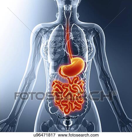 Human digestive system, artwork View Large Illustration Stock Illustration - Human digestive system, artwork. Fotosearch