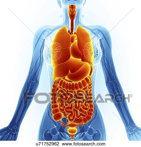 Drawing - Human digestive system, computer artwork.. Fotosearch