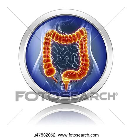 Human digestive system View Large Illustration Drawing - Human digestive system. Fotosearch