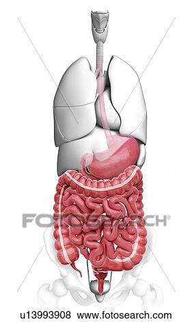 Stock Illustration - Human digestive system. Fotosearch