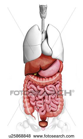 Stock Illustration - Human digestive system. Fotosearch