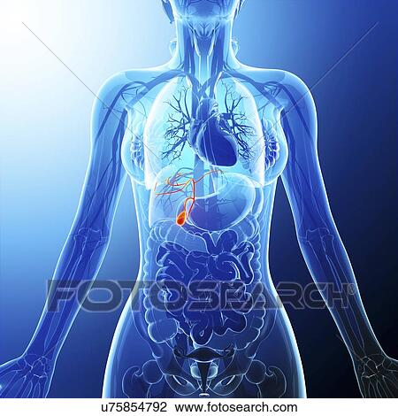 Drawing - Human gall bladder, artwork. Fotosearch