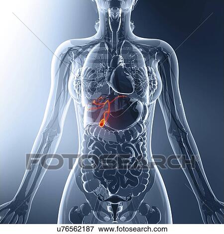Stock Illustration - Human gall bladder, artwork. Fotosearch