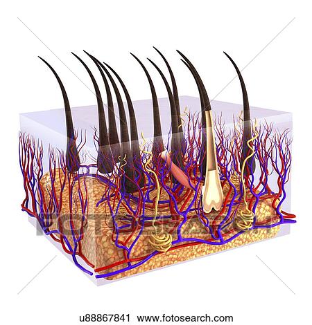 Clip Art - Human hair shaft, artwork. Fotosearch