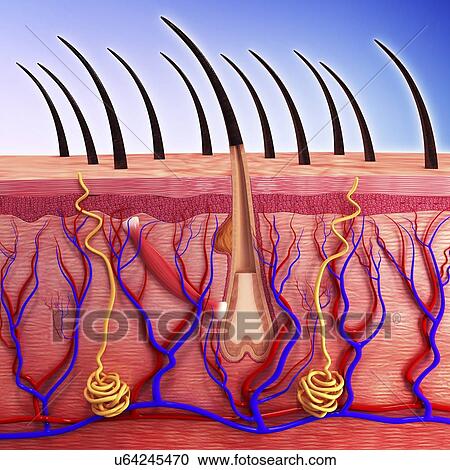 Clipart - Human hair shaft, artwork. Fotosearch