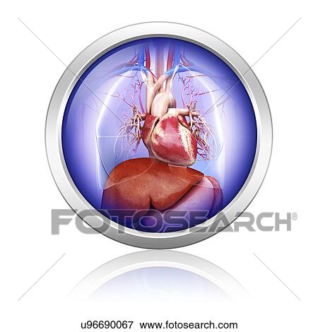 Human heart and liver, artwork View Large Illustration Stock Illustration - Human heart and liver, artwork. Fotosearch