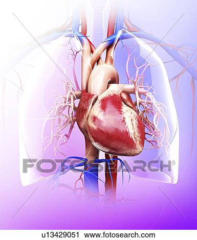 Clip Art - Human heart and lungs, artwork. Fotosearch