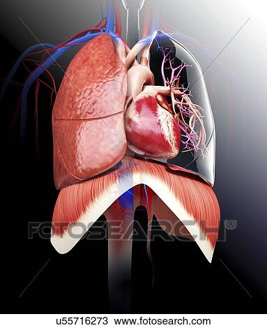 Human heart and lungs, artwork View Large Illustration Drawing - Human heart and lungs, artwork. Fotosearch