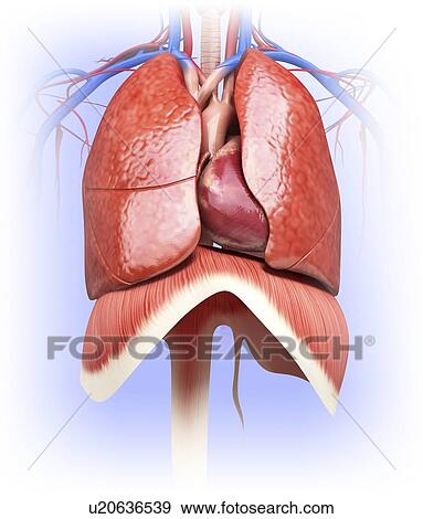 Human heart and lungs, artwork View Large Illustration Stock Illustration - Human heart and lungs, artwork. Fotosearch