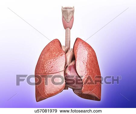 Human heart and lungs, artwork View Large Illustration Stock Illustration - Human heart and lungs, artwork. Fotosearch