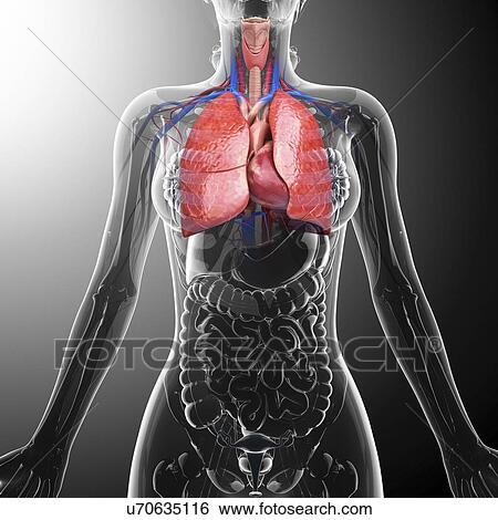 Human heart and lungs, artwork View Large Illustration Stock Illustration - Human heart and lungs, artwork. Fotosearch