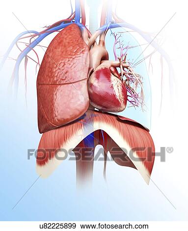 Human heart and lungs, artwork View Large Illustration Stock Illustration - Human heart and lungs, artwork. Fotosearch