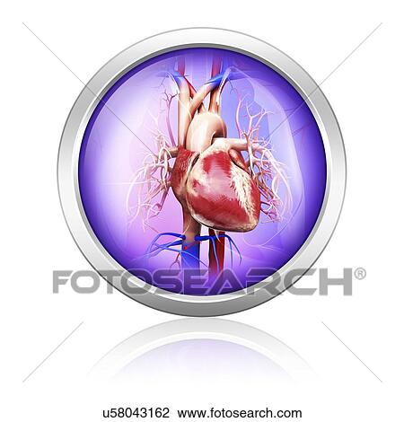 Human heart, artwork View Large Illustration Drawing - Human heart, artwork. Fotosearch