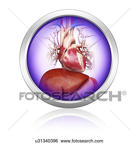 Human heart, artwork View Large Illustration Stock Illustration - Human heart, artwork. Fotosearch